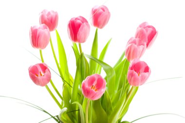 Beyaz arkaplanda izole laleler