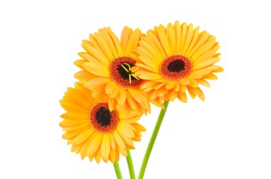 Beyaz arka plan üzerinde izole gerber çiçekler