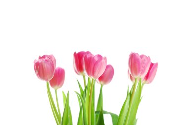 Beyaz arkaplanda izole laleler