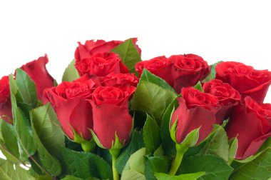 Beyaz arka planda izole güller