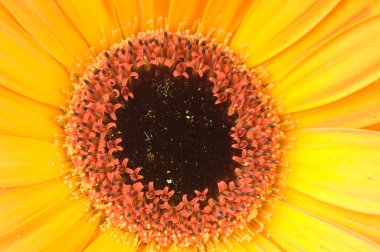 Makro fotoğraf gerber çiçek