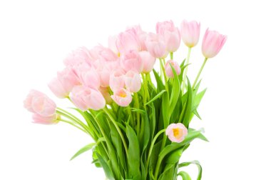 Beyaz arkaplanda izole laleler