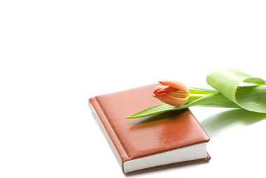 kavram. Not defteri ve beyaz arka plan üzerinde izole laleler