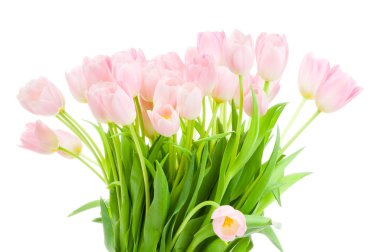 Beyaz arkaplanda izole laleler