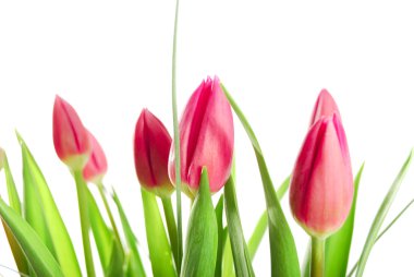 Beyaz arkaplanda izole laleler