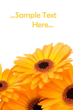 Beyaz arka plan üzerinde izole gerber çiçekler