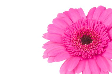 Beyaz arka plan üzerinde izole pembe gerber çiçek