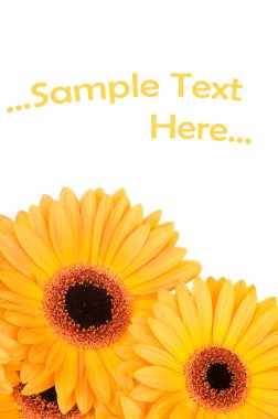 Beyaz arka plan üzerinde izole gerber çiçekler