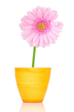 Beyaz arka plan üzerinde izole tencerede pembe gerber