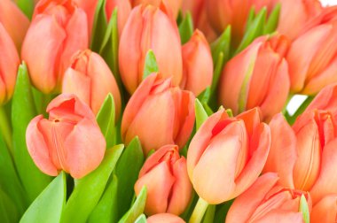 Beyaz arkaplanda izole laleler