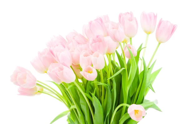 Тюльпани ізольовані на білому тлі — стокове фото