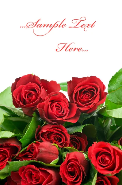 Rose rosse isolate su sfondo bianco — Foto Stock
