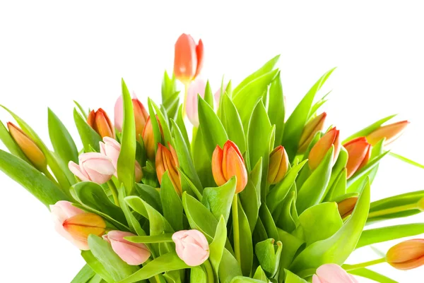 Roze tulpen geïsoleerd op witte achtergrond — Stockfoto