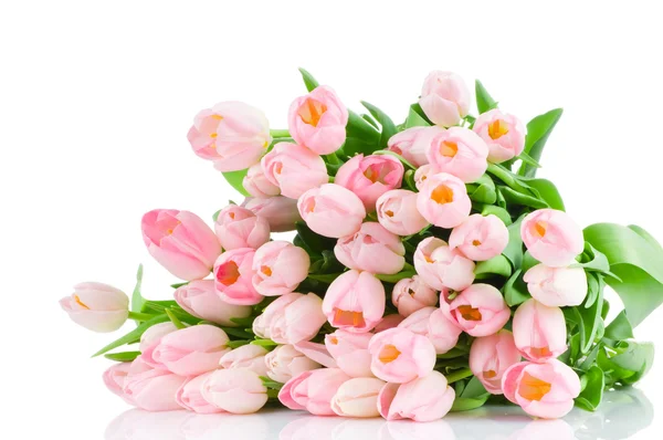 Tulpen isoliert auf weißem Hintergrund — Stockfoto