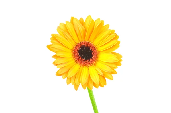 Macro photo of gerber flower isolated on white background — Stock Photo, Image