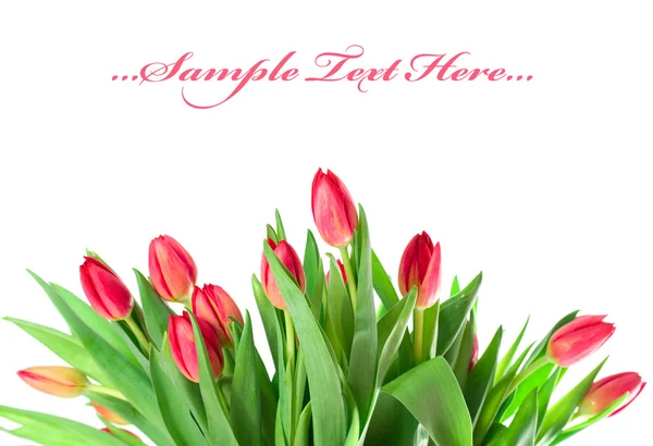 Рожеві тюльпани ізольовані на білому тлі — стокове фото