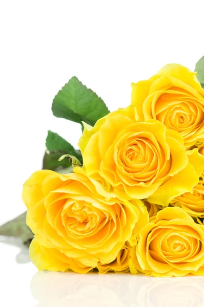 Žlutá růže izolované na bílém pozadí — Stock fotografie