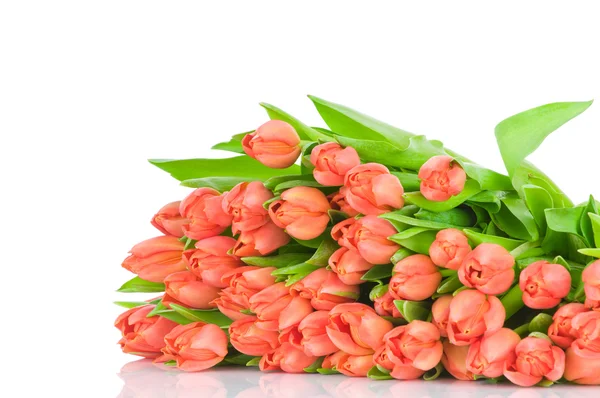 Tulpen isoliert auf weißem Hintergrund — Stockfoto