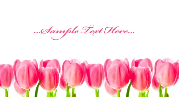 Roze tulpen geïsoleerd op witte achtergrond — Stockfoto