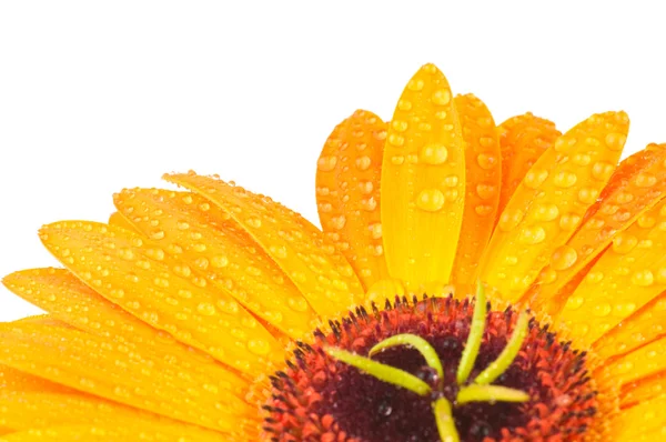 Macro foto de gerber flower con gotas de agua aisladas en blanco —  Fotos de Stock