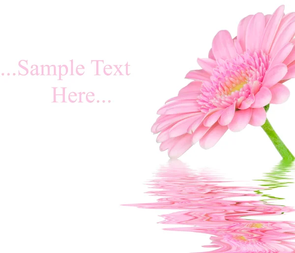 Roze gerber in water geïsoleerd op witte achtergrond — Stockfoto
