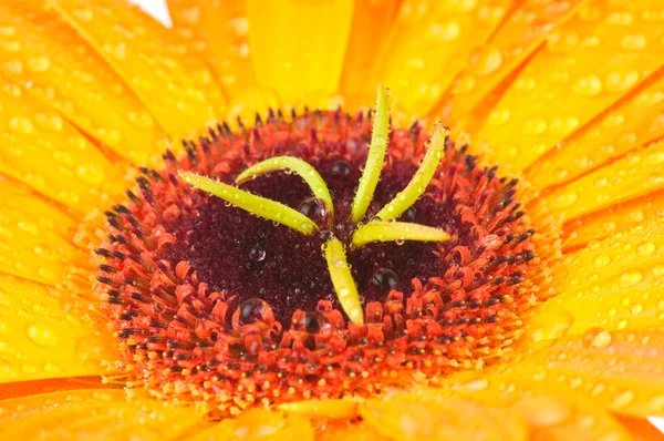 Macro foto de flor de gerber com gotas de água — Fotografia de Stock