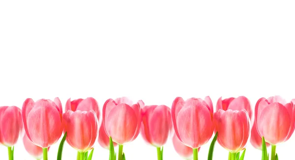 Růžové tulipány izolované na bílém pozadí — Stock fotografie