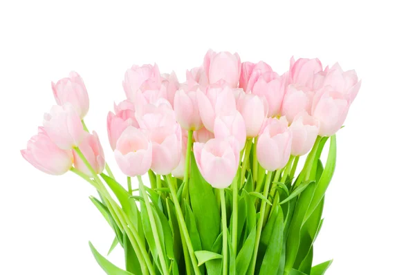 Tulipes isolées sur fond blanc — Photo