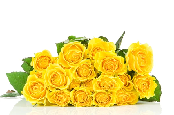 Yellow rose isolated on white background — Stock Photo, Image