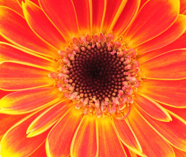 Květina oranžová Gerbera. zblízka — Stock fotografie