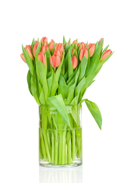 Tulips in the vase against white background — Stock Photo, Image