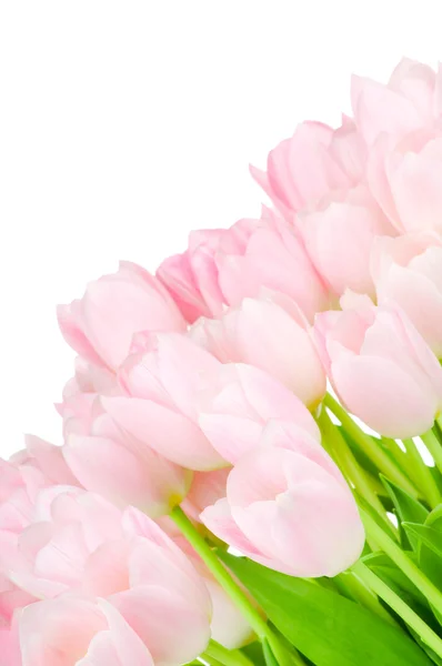 Tulips isolated on white background — Stock Photo, Image