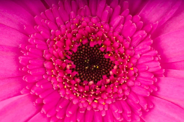 Macro photo of gerber flower — Stock Photo, Image