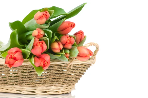 Tulpen im Korb isoliert auf weißem Hintergrund — Stockfoto
