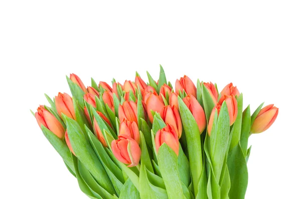 Tulpen geïsoleerd op witte achtergrond — Stockfoto