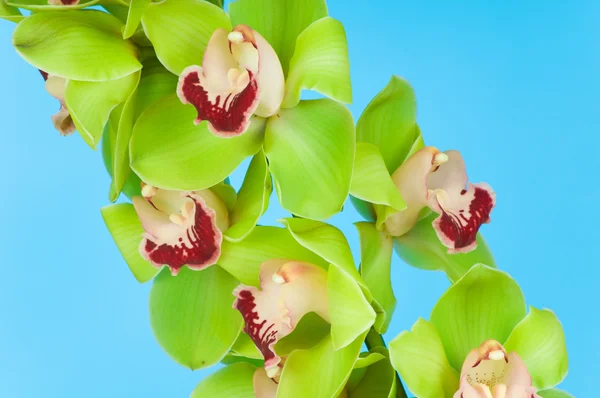 Beautiful Orchid on blue background — Stock Photo, Image