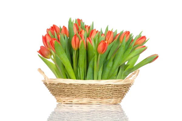 Tulpen in de mand geïsoleerd op witte achtergrond — Stockfoto