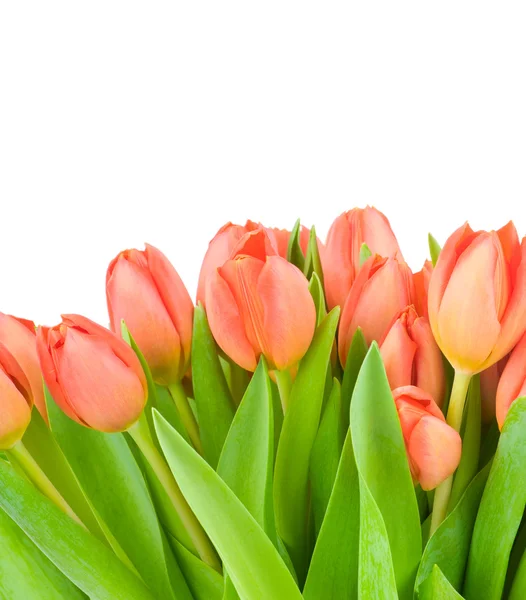 Тюльпани ізольовані на білому тлі — стокове фото