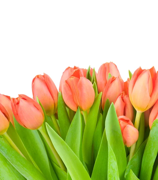 Tulpen isoliert auf weißem Hintergrund — Stockfoto