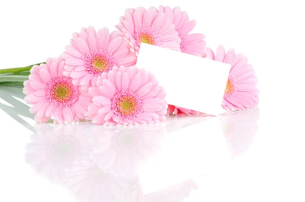 Розовые цветы гербер изолированы на белом фоне — стоковое фото