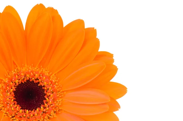 Arancione fiore gerbero isolato su sfondo bianco — Foto Stock