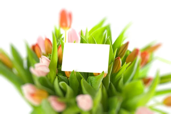 Concept.tulips and card isolated on white background — Stock Photo, Image