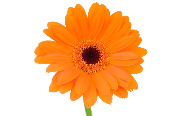 Arancione fiore gerbero isolato su sfondo bianco — Foto Stock