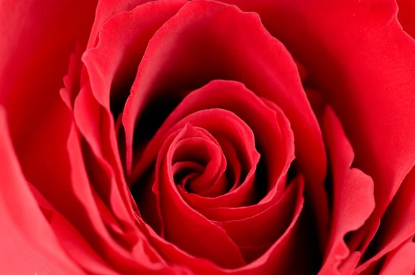 Макро фото червоної троянди — стокове фото