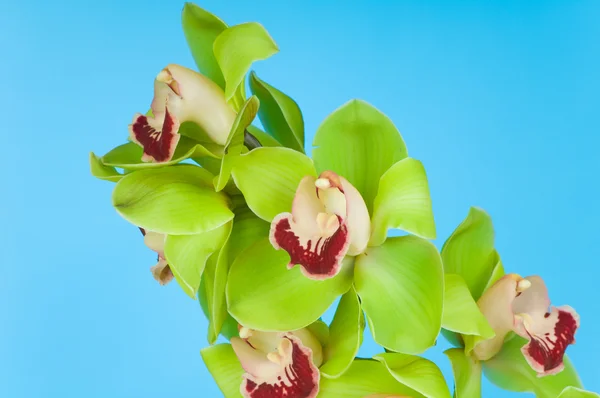 Beautiful Orchid on blue background — Stock Photo, Image