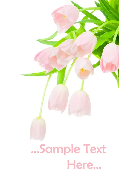 Tulpaner isolerad på vit bakgrund — Stockfoto