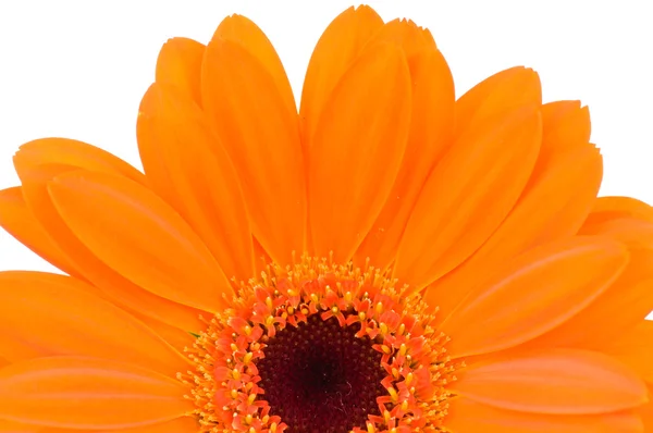 Beyaz arka plan üzerinde izole turuncu gerber çiçek — Stok fotoğraf