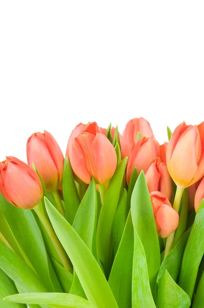 Tulpen geïsoleerd op witte achtergrond — Stockfoto