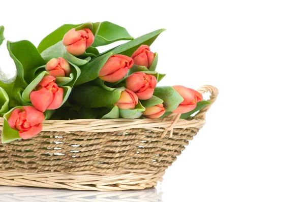 Тюльпаны в корзине изолированы на белом фоне — стоковое фото