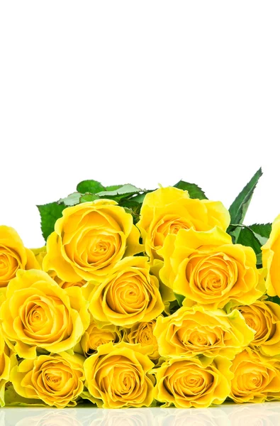 Κίτρινο τριαντάφυλλο απομονωμένο σε λευκό φόντο — Φωτογραφία Αρχείου
